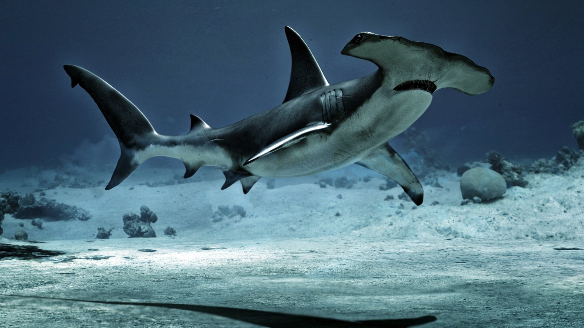 Shark HD Wallpaper | Background Image | 1920x1080