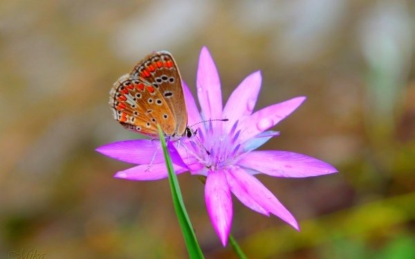 Animal Butterfly Insect Macro Pink Flower HD Wallpaper | Background Image