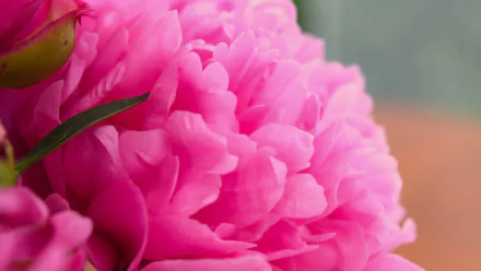 nature peony HD Desktop Wallpaper | Background Image