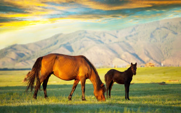 foal baby animal Animal horse HD Desktop Wallpaper | Background Image