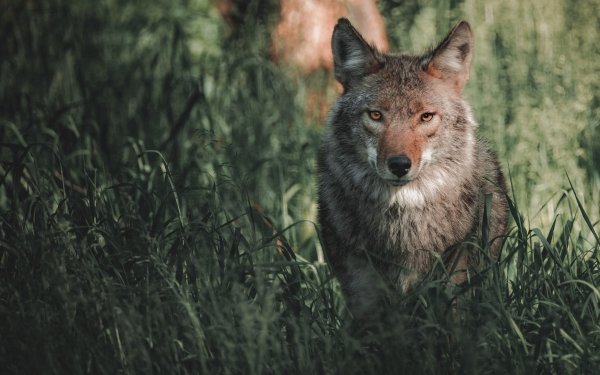 Animal Wolf Wolves HD Wallpaper | Background Image