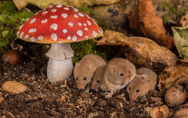 Animal Mouse Wildlife Mushroom HD Wallpaper | Background Image