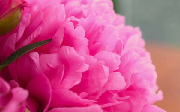 nature peony HD Desktop Wallpaper | Background Image