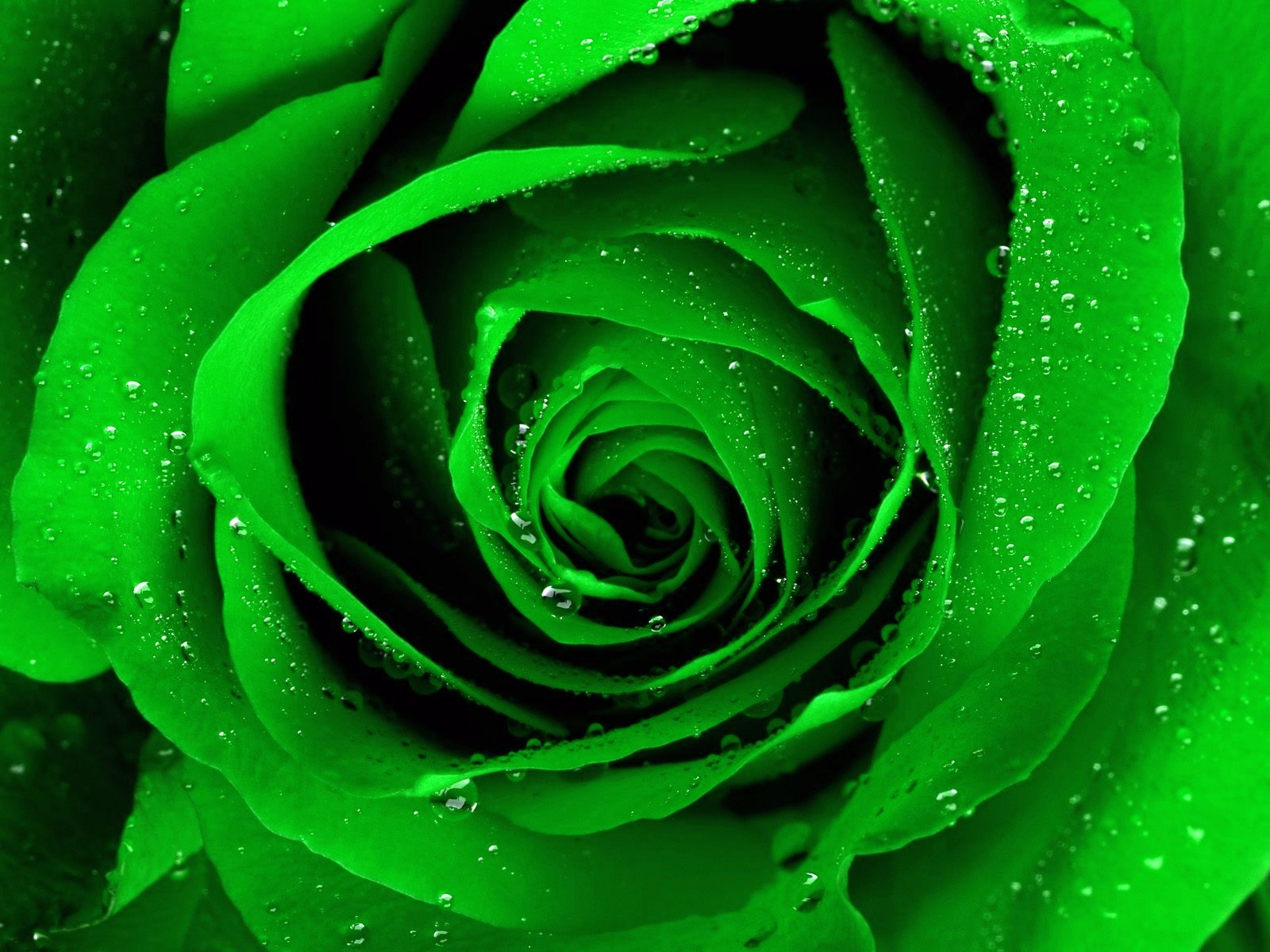 A stunning flower in high-definition, perfect for a desktop wallpaper.