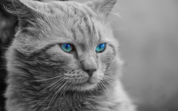 2 Silver Tabby Fonds D Ecran Hd Arriere Plans Wallpaper Abyss