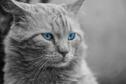 HD desktop wallpaper featuring a manipulated image of a silver tabby cat with striking blue eyes.