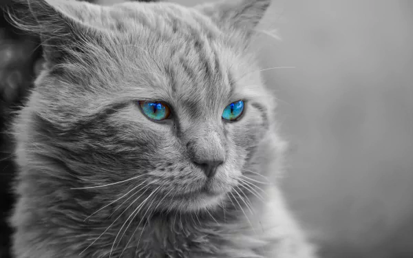 HD desktop wallpaper featuring a manipulated image of a silver tabby cat with striking blue eyes.