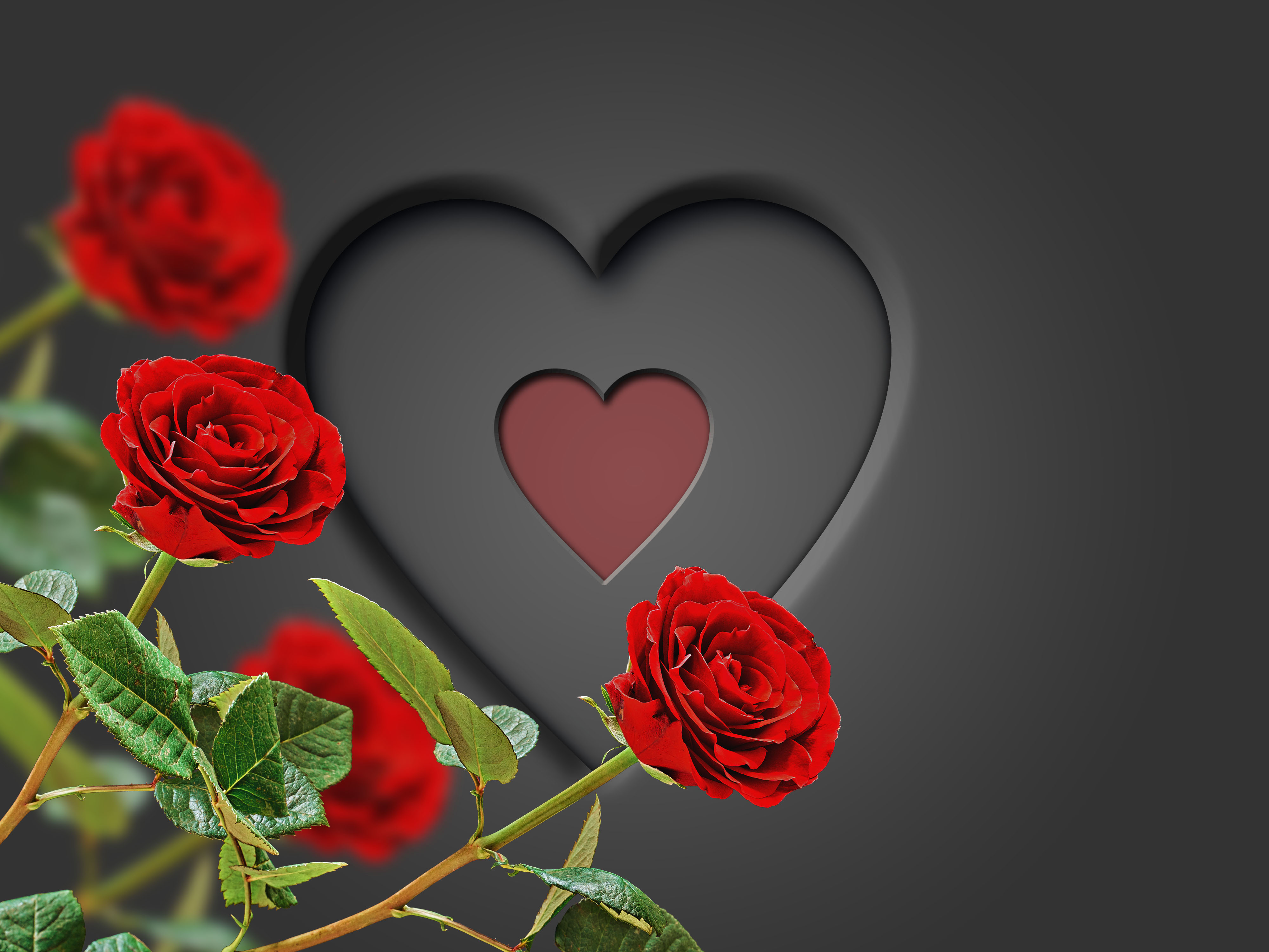 Heart with red roses 4k Ultra HD Wallpaper | Background ...