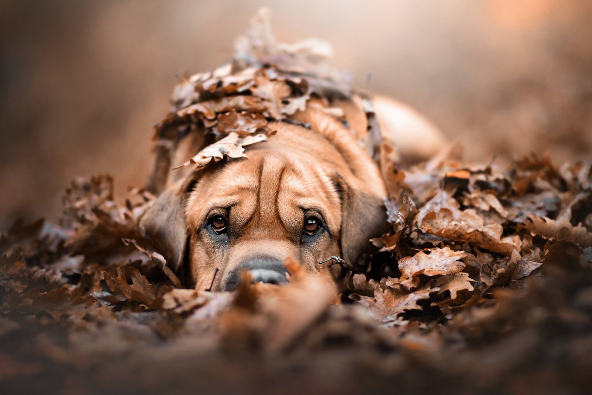 Download Leaf Fall Stare Animal Dog HD Wallpaper