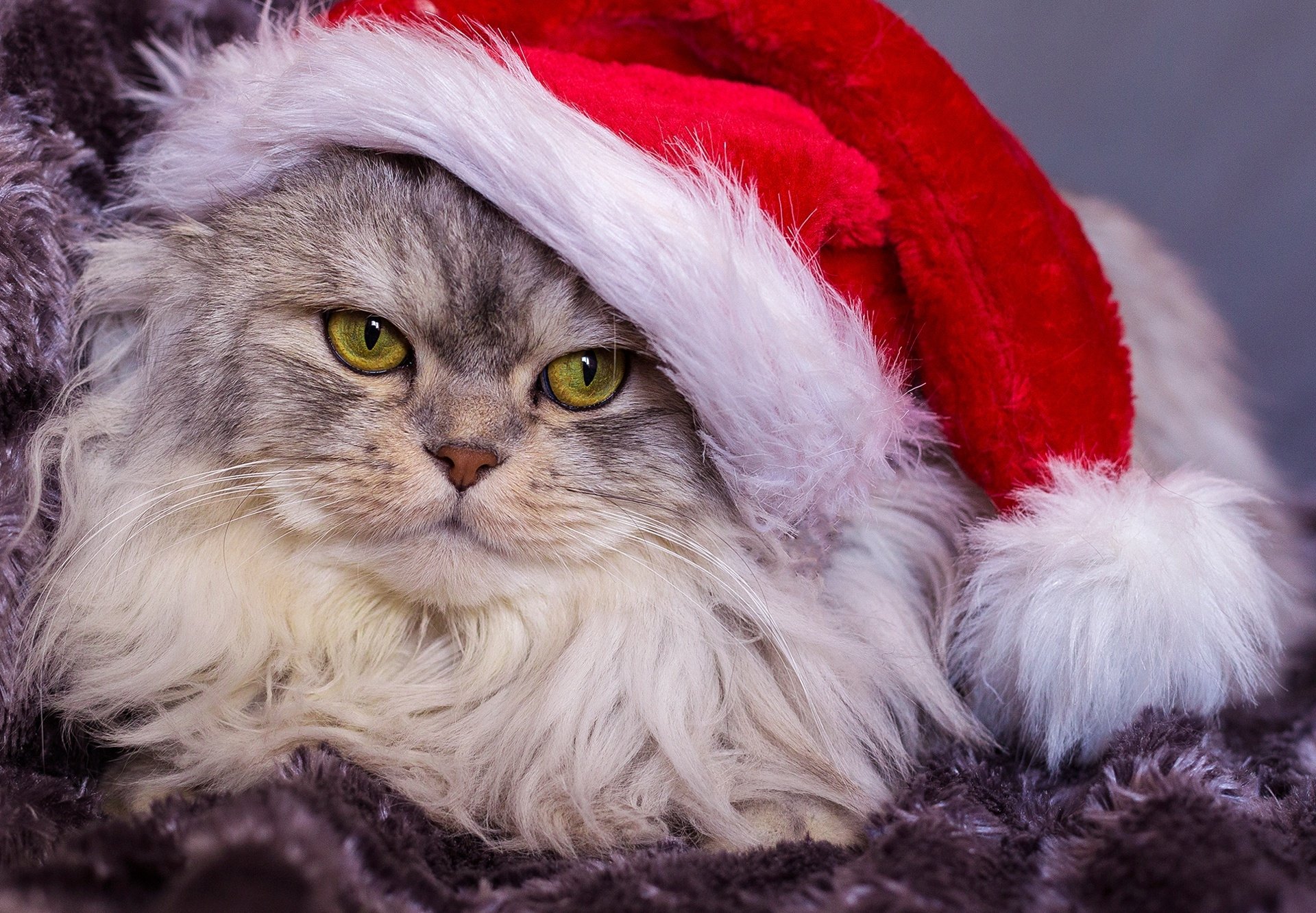 HD desktop wallpaper of a fluffy cat wearing a red Santa hat, showcasing its piercing yellow eyes and soft fur in a cozy festive setting.