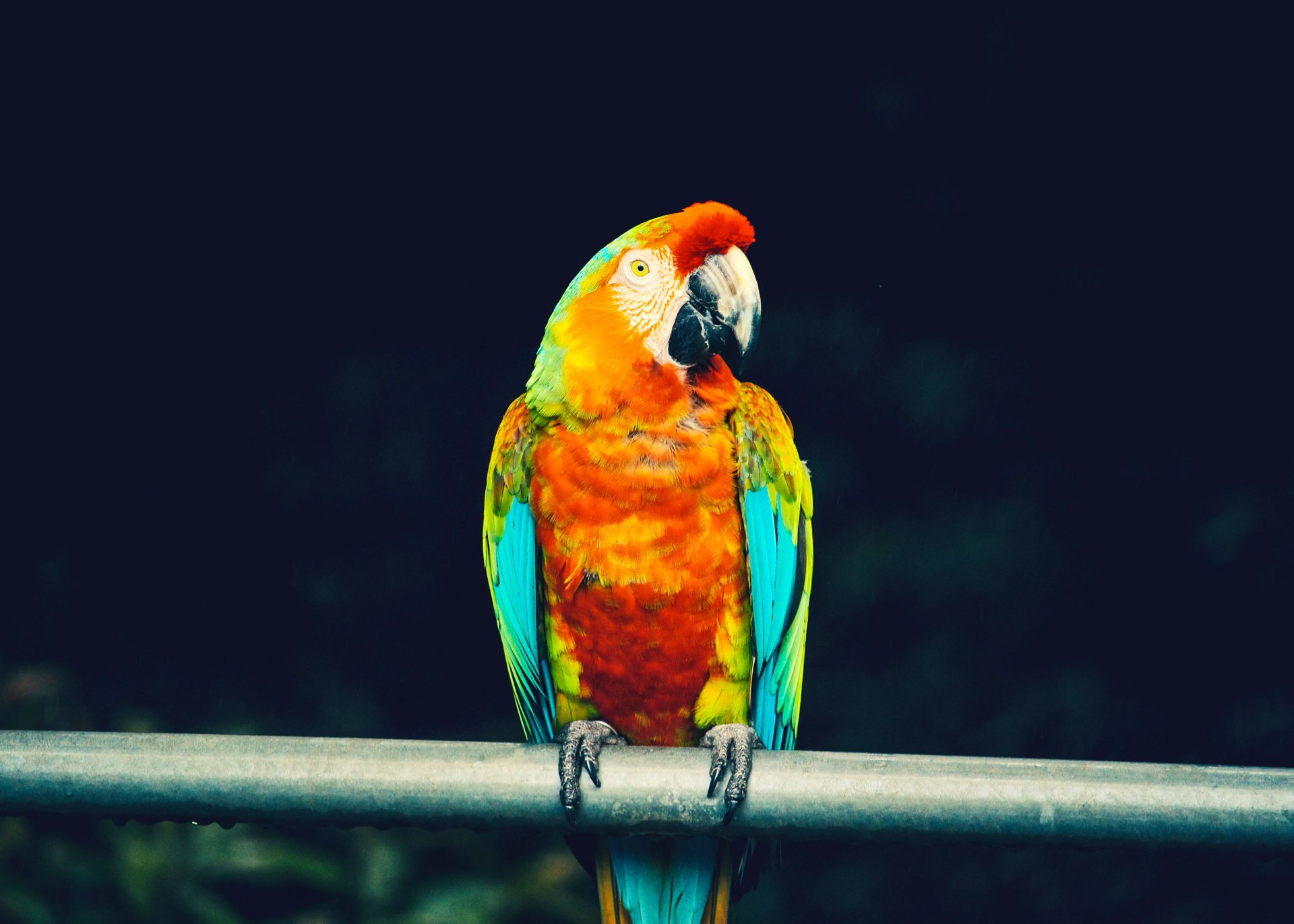 Download Catalina Macaw Bird Parrot Animal Macaw HD Wallpaper