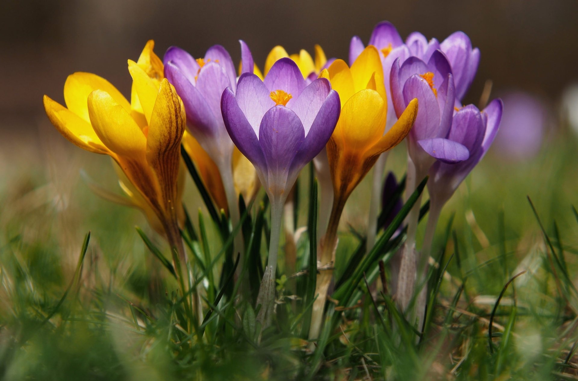 Download Close-up Yellow Flower Purple Flower Flower Nature Crocus HD ...