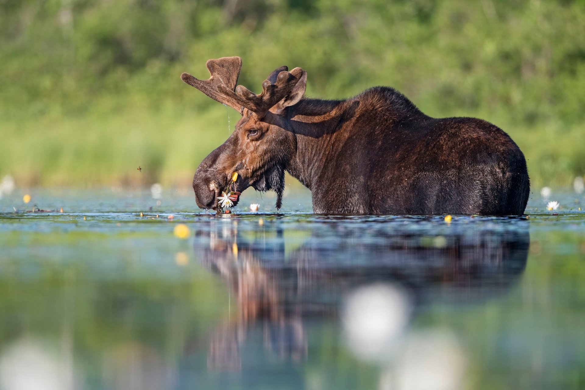 A moose wading in water with its reflection visible, surrounded by green foliage, captured as an HD PC desktop wallpaper and background.