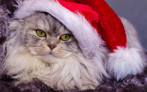 HD desktop wallpaper of a fluffy cat wearing a red Santa hat, showcasing its piercing yellow eyes and soft fur in a cozy festive setting.