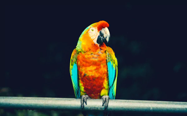 catalina macaw bird parrot Animal macaw HD Desktop Wallpaper | Background Image