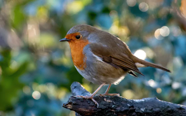 passerine bird Animal robin HD Desktop Wallpaper | Background Image