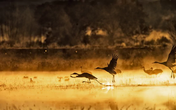 bird Animal Crane (bird) HD Desktop Wallpaper | Background Image
