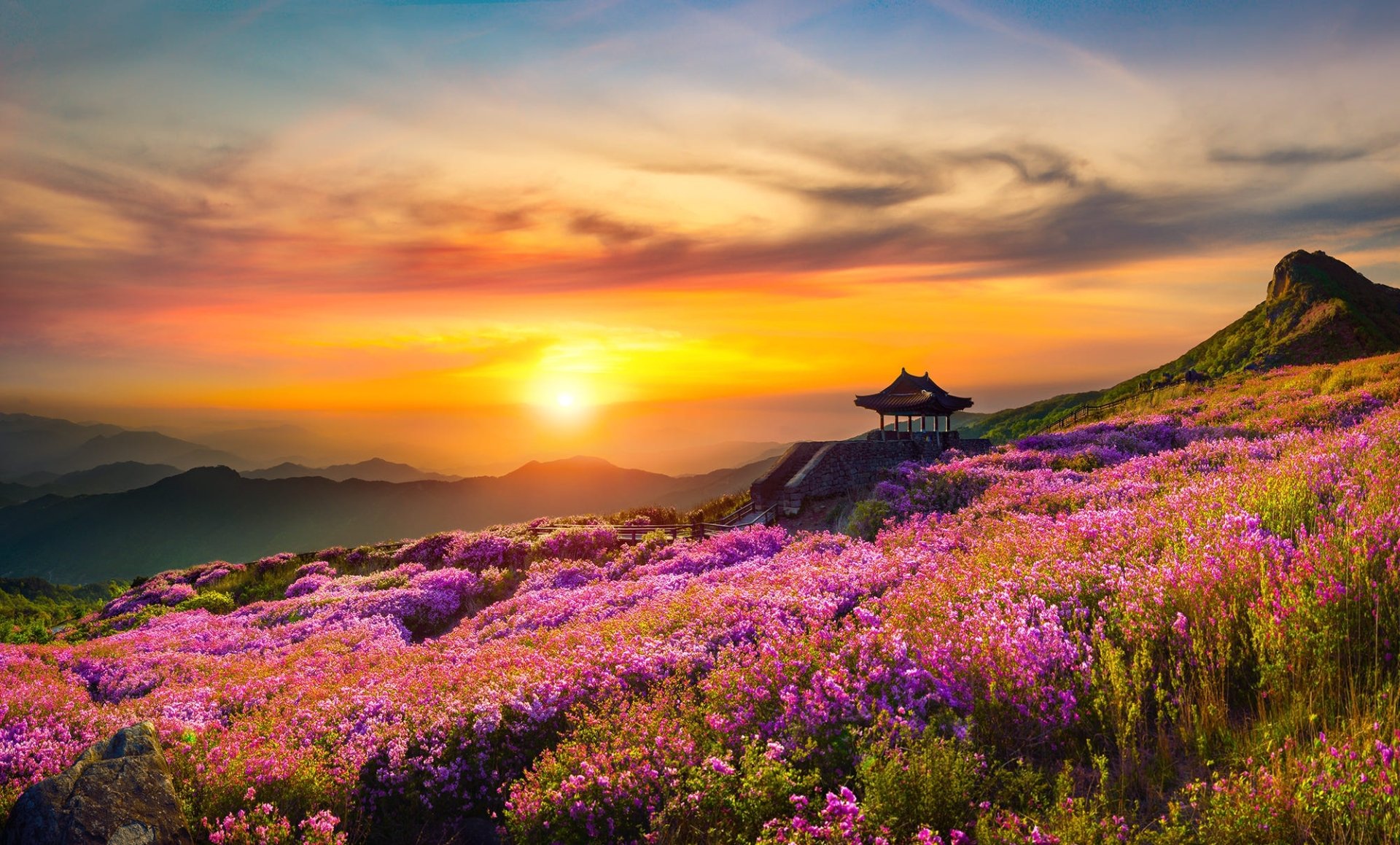 A vibrant landscape of purple flowers blooming at sunrise, with golden light illuminating the hills and a serene gazebo, captured in HD nature photography.