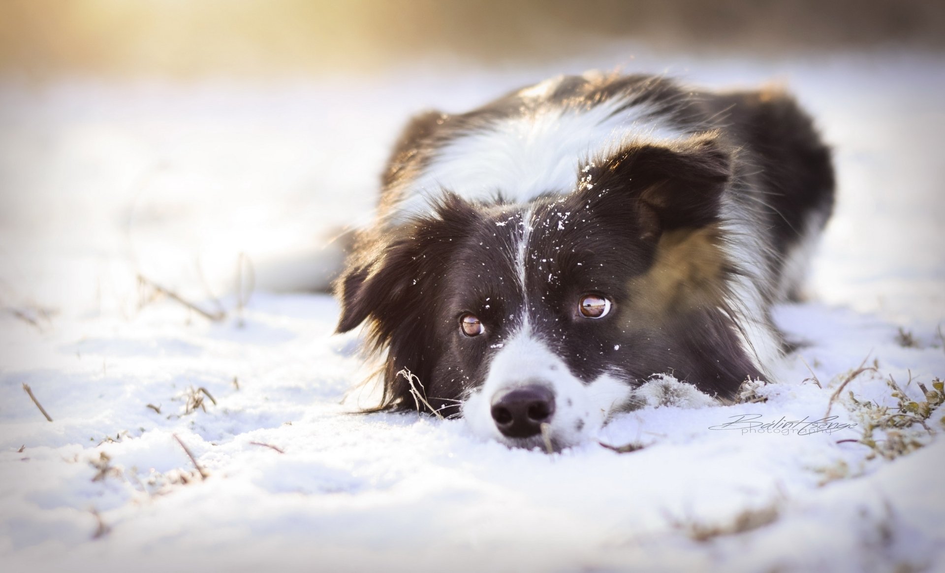 Border Collie HD Wallpaper