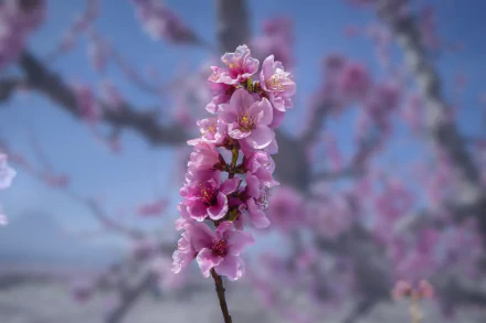Close-up of a pink flower blossom on a branch with a blurred background, captured with depth of field in 4K Ultra HD resolution.