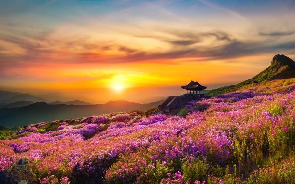Photography Sunrise Nature Landscape Purple Flower HD Wallpaper | Background Image