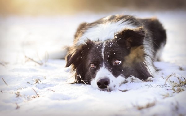 Animal Border Collie Dogs Dog Winter Snow HD Wallpaper | Background Image