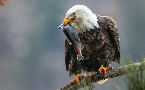 Animal Bald Eagle Birds Eagles Eagle Bird Of Prey Fish HD Wallpaper | Background Image