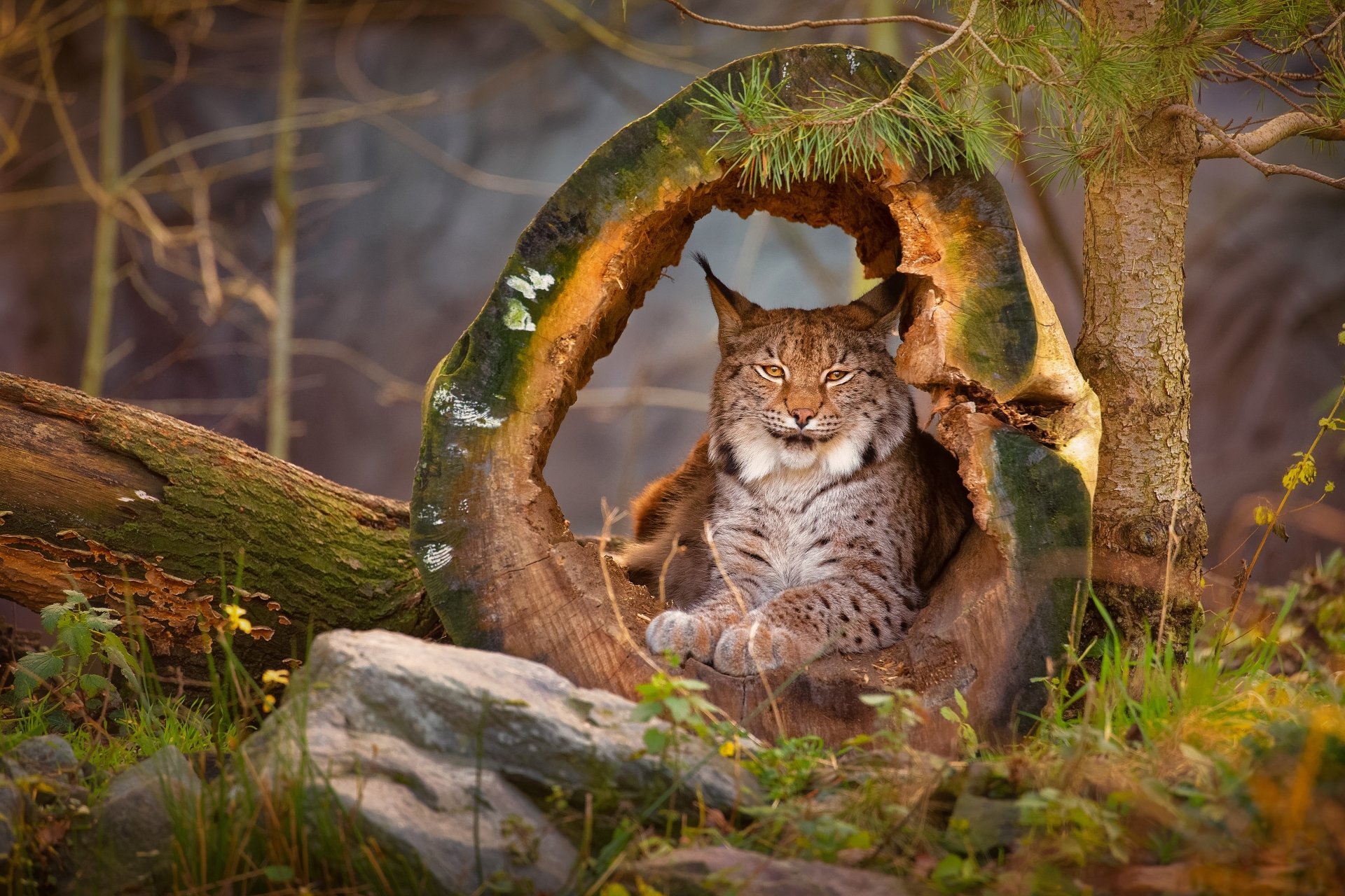 Download Animal Lynx 4k Ultra HD Wallpaper