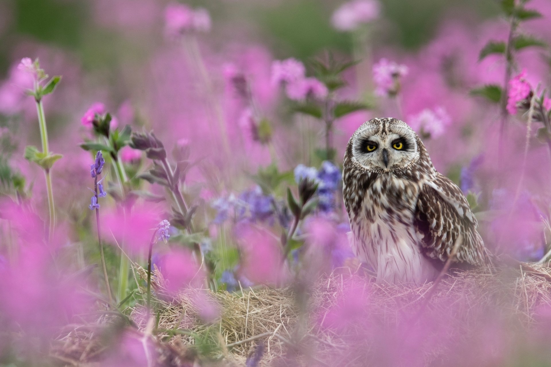 HD desktop wallpaper featuring a short-eared owl perched amidst vibrant pink and purple wildflowers, highlighting the beauty of this bird and animal in natural surroundings.