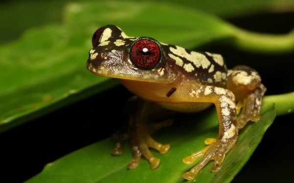Animal Frog Frogs Amphibian HD Wallpaper | Background Image
