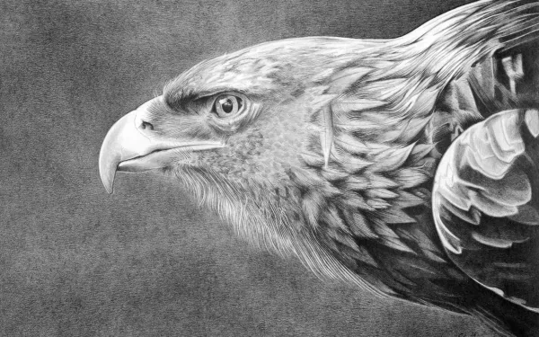 drawing Animal golden eagle HD Desktop Wallpaper | Background Image