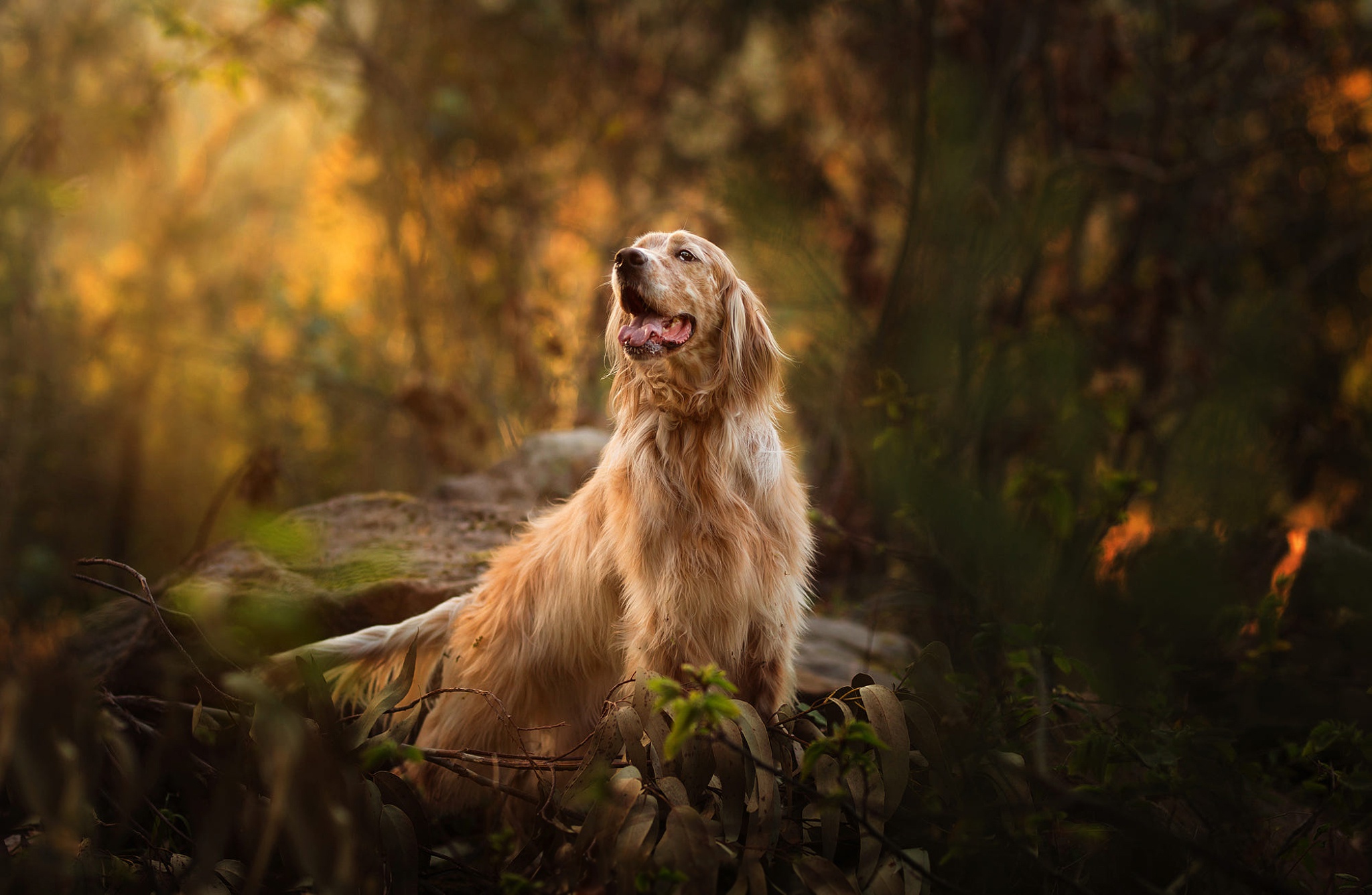 Animal Spaniel HD Wallpaper | Background Image