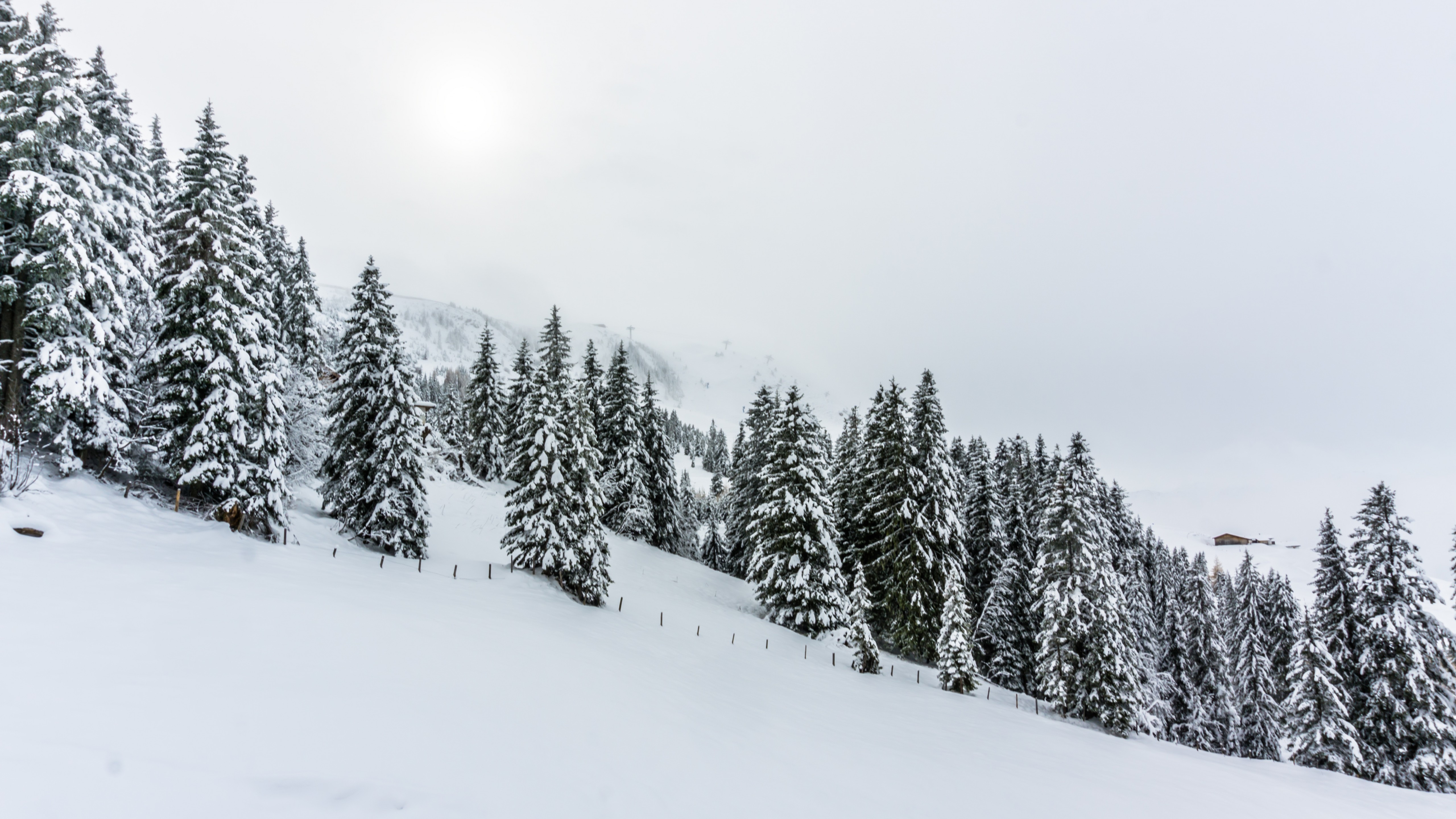 Download Snow Forest Nature Winter 4k Ultra HD Wallpaper by Marco Carli