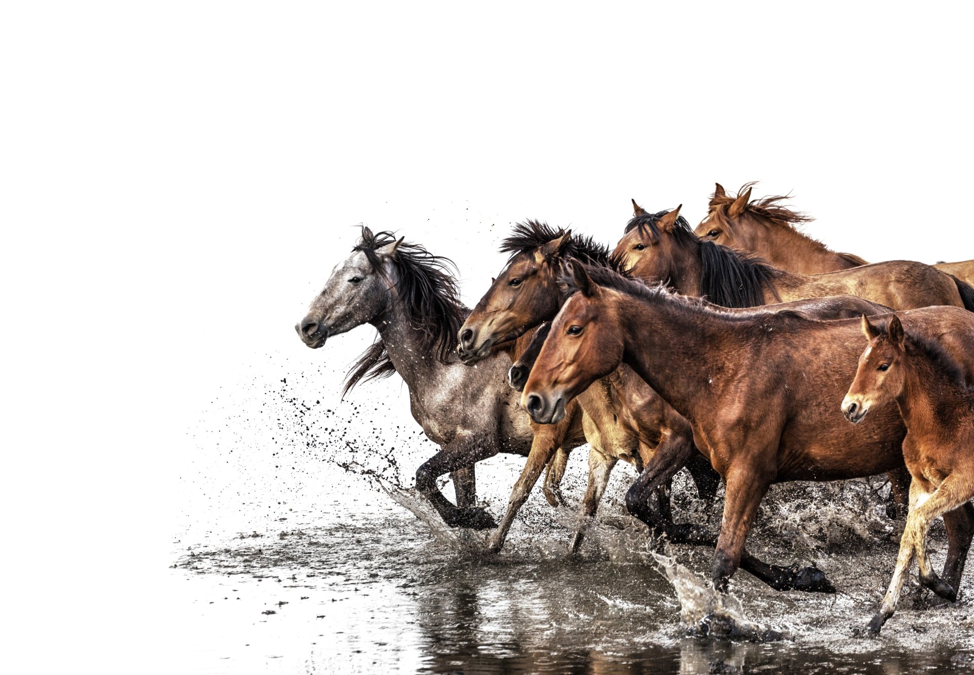 A herd of horses galloping through water, captured in stunning 8K Ultra HD detail, creating a dynamic and powerful animal-themed PC desktop wallpaper.