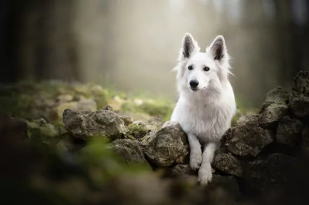HD PC desktop wallpaper: white Swiss Shepherd dog (animal) reclining on mossy stones in a soft-focus forest background.