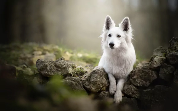 HD PC desktop wallpaper: white Swiss Shepherd dog (animal) reclining on mossy stones in a soft-focus forest background.