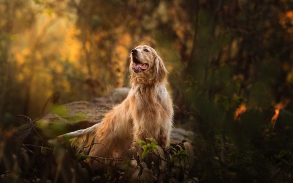 Animal Spaniel Dogs Dog Pet HD Wallpaper | Background Image