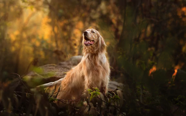 dog Animal spaniel HD Desktop Wallpaper | Background Image