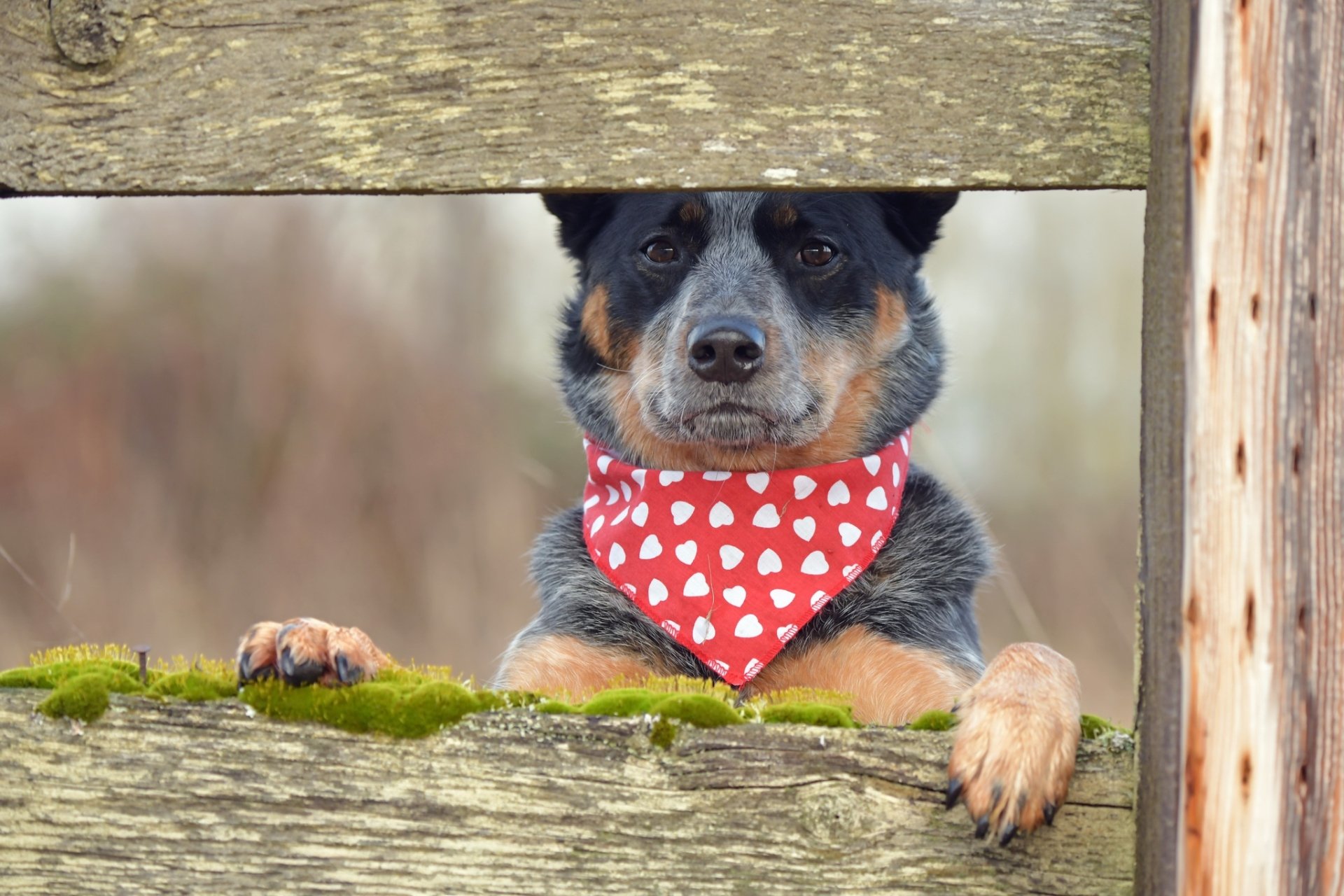 HD desktop wallpaper featuring an Australian Cattle Dog wearing a red bandana with white hearts, peeking through wooden fence planks in a natural outdoor setting.