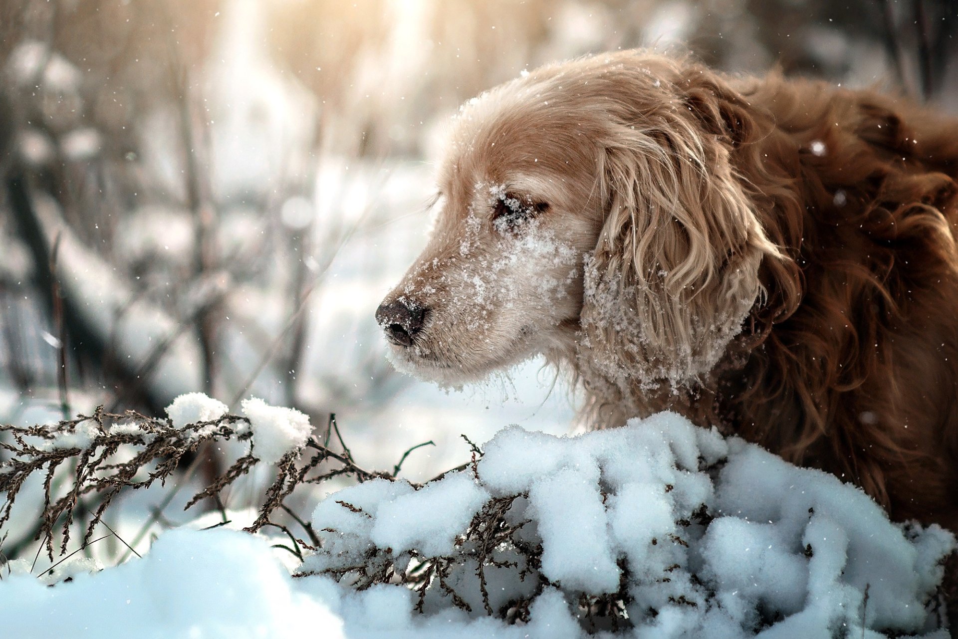 Download Snow Winter Dog Animal Cocker Spaniel Winter Animals HD Wallpaper