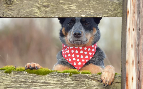 dog Animal australian cattle dog HD Desktop Wallpaper | Background Image
