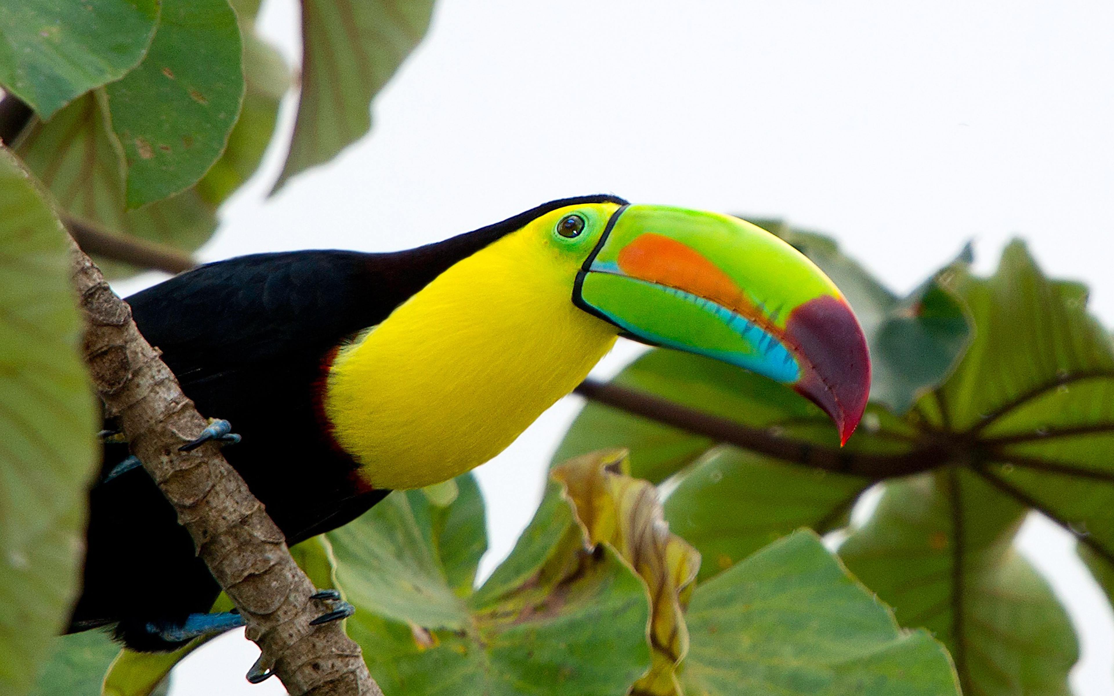 Тропические птицы Тукан