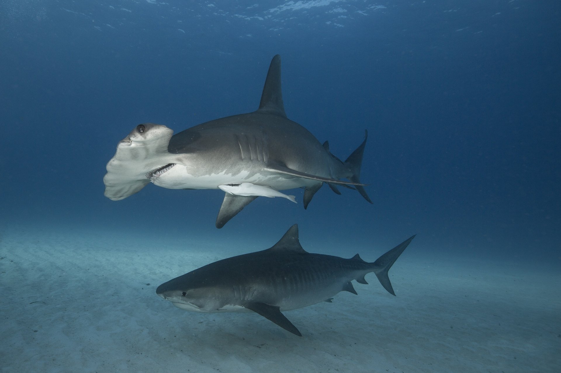 Underwater HD wallpaper showing two hammerhead sharks swimming over the sandy ocean floor in vibrant sea life.