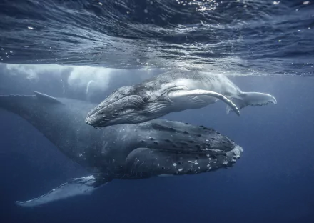 An HD desktop wallpaper featuring a baby humpback whale swimming underwater beside an adult whale, showcasing serene marine life in a deep blue sea.