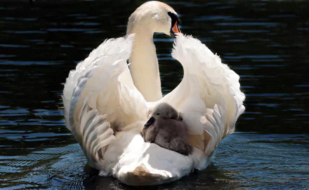  Swan and its Baby