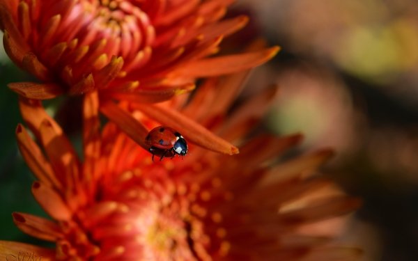 Animal Ladybug Insect Macro Flower HD Wallpaper | Background Image