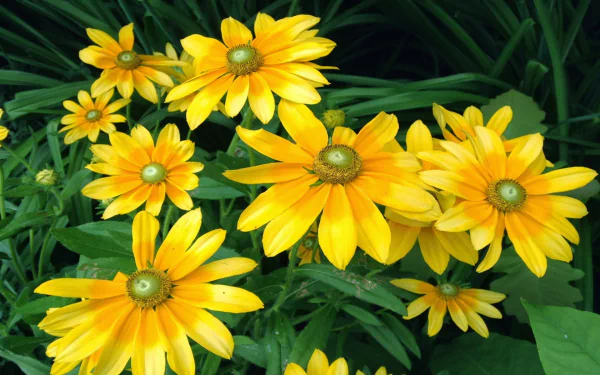  Rudbeckia