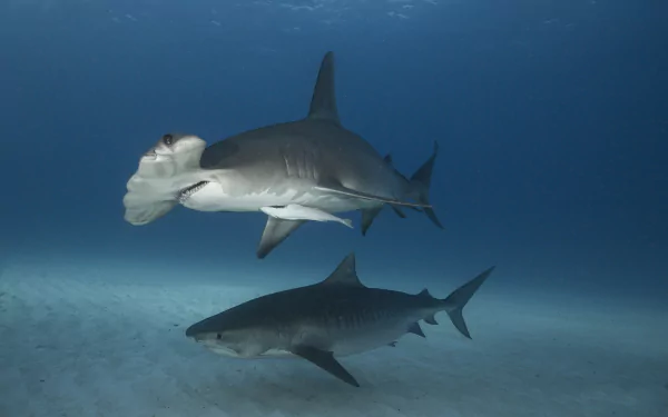 Underwater HD wallpaper showing two hammerhead sharks swimming over the sandy ocean floor in vibrant sea life.