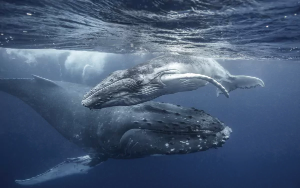 An HD desktop wallpaper featuring a baby humpback whale swimming underwater beside an adult whale, showcasing serene marine life in a deep blue sea.