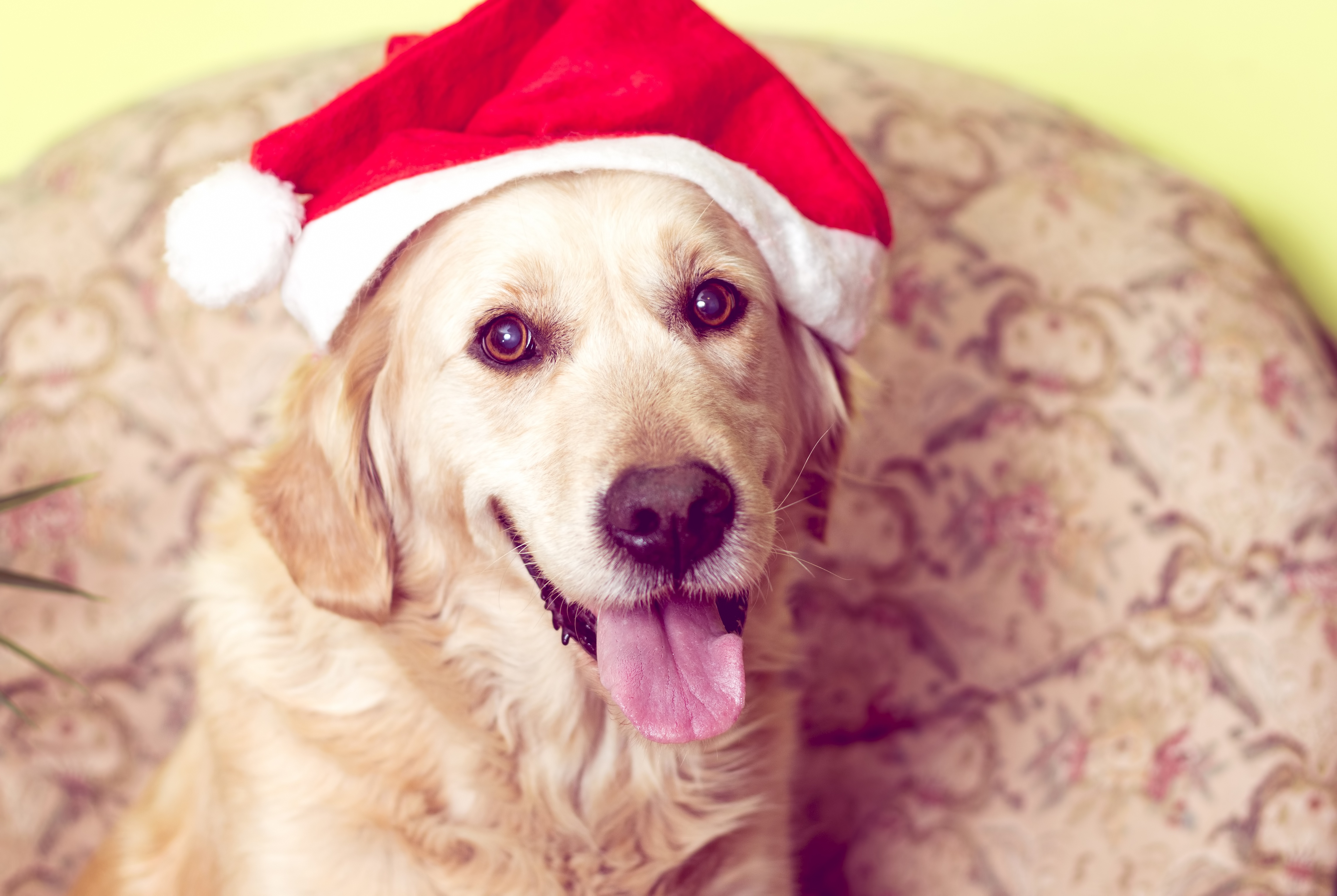 Download Santa Hat Dog Animal Golden Retriever 4k Ultra HD Wallpaper